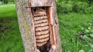 European Hornets Wasps Massive swarm Removal Inside tree [upl. by Emma808]