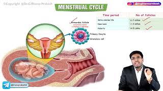 Menstrual Cycle  Part  1  Obstetrics and Gynecology Lectures [upl. by Rianon]