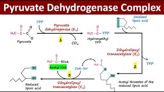 What is Pyruvate Dehydrogenase Complex PDH Complex  Oxidative Decarboxylation of Pyruvate [upl. by Rosita]