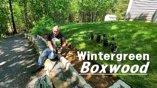 Planting Wintergreen Boxwood Bushes Instead Of Building A Fence [upl. by Annavoig]