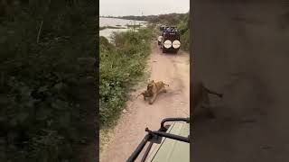 Lion killing Wild Dog 🦁 vs 🐕 [upl. by Davenport]