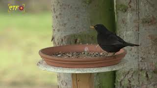 Zwischenergebnis bei Vogelzählung quotStunde der Wintervögelquot [upl. by Kcirednek]