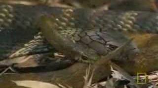 KING COBRA VS RAT SNAKE [upl. by Netty]