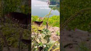 Butterfly Plant Ambazari Lake Nagpur [upl. by Nottnerb]