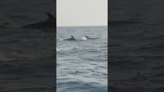 Surrounded by Dolphins  Galápagos Islands  Lindblad Expeditions [upl. by Ellennod]