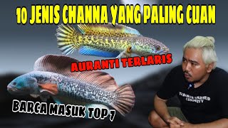 10 JENIS IKAN CHANNA YG PALING CUAN‼️CHANNA BARCA NO 7⁉️ [upl. by Nwahsed]