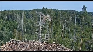 20170910 10h46m kalakotkas2A flock Bird visit the nest [upl. by Airoled651]