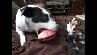 Squeaky Toy Dog Toy is Gone in 60 sec Jack Russell Terriers [upl. by Wilinski]