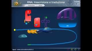 Biologia 13  RNA trascrizione e traduzione parte 2 [upl. by Aztiley]