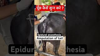 Epidural anaesthesia l Amputation of tail l dr Umar khan [upl. by Maidie]