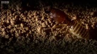 Defending the ant nest from intruders  Ant Attack  BBC [upl. by Lorola]