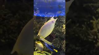 Amazing Longhorn cowfish [upl. by Swetlana]