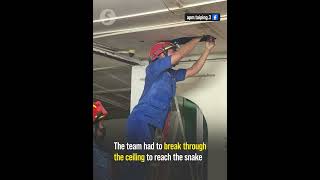 Scaly surprise Civil Defence team catches 5m python that fell from ceiling of Taiping home [upl. by Nnayhs]