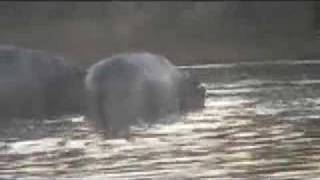 Giant Crocodile Eats Hippo Mother Hippo Mourns [upl. by Akemet648]