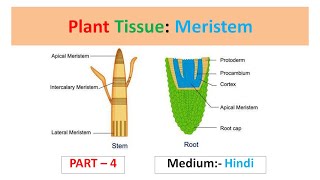 Plant Tissue Meristem Part4 Hindi [upl. by Ytomit]