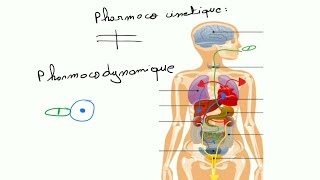 Pharmacologie  Pharmacocinetique et Pharmacodynamique [upl. by Aracal]