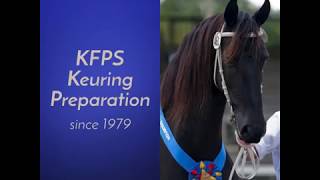 Friesian Keuring Preparation IBOP [upl. by Olrac]