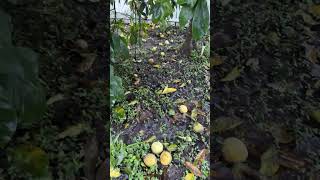 My white sapote tree gives too much fruit [upl. by Eal]