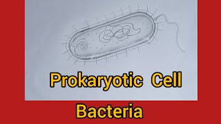 How to draw prokaryotic cell  bacteria [upl. by Slavic]