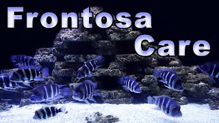 Frontosa Cichlid Care and Breeding A Mighty Cichlid Full of Color [upl. by Hsirrap]