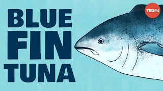 Meet the bluefin tuna the toughest fish in the sea  Grantly Galland and Raiana McKinney [upl. by Atinoj]