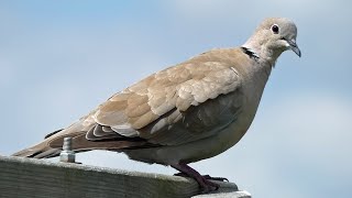 Eurasian Collared Dove Call  Bird Sounds [upl. by Tsirhc585]