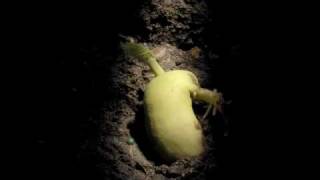 Timelapse Phaseolus Runner Bean Hypogeal germination [upl. by Macswan]