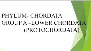 Chordata Protochordata and Cyclostomata  museum specimen part 1 [upl. by Annola269]