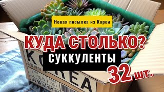 Новая посылка №3 с Суккулентами из Кореи  Распаковка Хавортий Трункат и Сеянцев [upl. by Oicnerual]