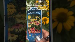 3 Colors of ConeflowerEchinacea bargain garden gardening flower [upl. by Arihas459]