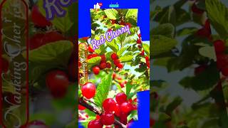 Beautiful Red Cherries  Nanking Cherry amazing wow nature cherry fruit youtube shorts [upl. by Gard]