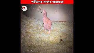 পাখিদের আজব গজব আওয়াজ 🕊️ Weirdest Bird Sounds shorts [upl. by Edwards]