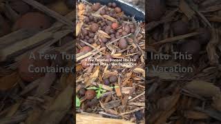 How I Got Free Tomato Plants gardeningwithladycheryl [upl. by Richara]