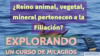 ¿Reino animal vegetal mineral son parte de la Filiación  Explorando Un Curso de Milagros [upl. by Reginnej]