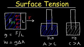 Surface Tension of Water Capillary Action Cohesive and Adhesive Forces  Work amp Potential Energy [upl. by Begga]