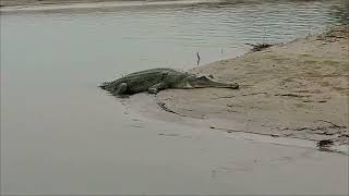 Gharial Gavialis Gangeticus Gavial amp Fish eating Crocodile [upl. by Elset]