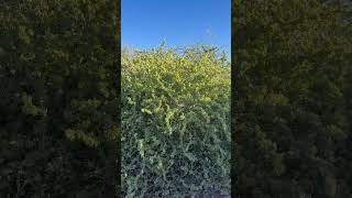 Greens newmexico nature colors green plants lunacounty chihuahuandesert [upl. by Eniamrehs]