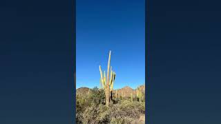 Discover Saguaro National Park Southern Arizonas Desert Oasis  Quick View [upl. by Edyaj]