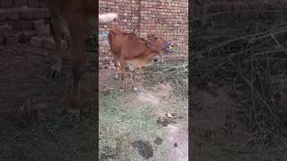 Bovine Ephemeral Fever  TDS  Threedayssickness  fieldvet vet cow veternarian peshawar calf [upl. by Ravert492]