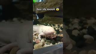 Real Life Axolotls 😨 shorts [upl. by Enelec923]