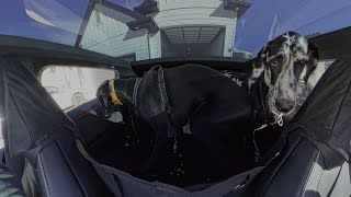 How Many Great Danes Fit in the Backseat of a Tesla Cybertruck Taking Them to the Dog Park [upl. by Htiek230]