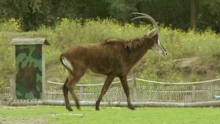 Zwarte Paardantilope Safaripark Beekse Bergen [upl. by Selwyn99]