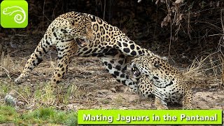 Mating Jaguars in the Pantanal [upl. by Kornher]