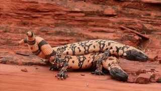 Epic Battle of Gila Monster vs Gila Monster in Southern Utah [upl. by Khalin615]