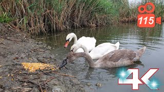 Only the female swan and two cygnets remained  Hissing Swan Family 4k video 115 [upl. by Anikahs]