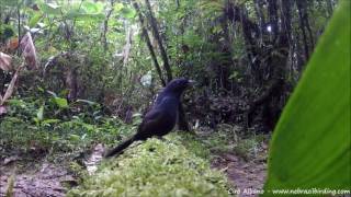 Slaty Bristlefront  entufado  Merulaxis ater [upl. by Dlanger302]