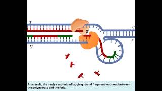 Leading Strand and Lagging Strand in DNA replication [upl. by Halyhs863]