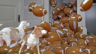 Dogs Surprised with Footballs Funny Dogs Get HUNDREDS of balls for Superbowl Football Game [upl. by Keri]