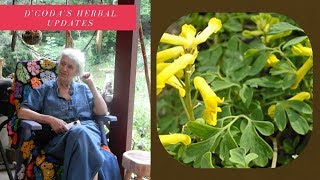 Corydalis for Pain Relief [upl. by Querida]