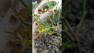 Rose tips For Gardener🌹🌹 garden gardenplants nature gardenflowers rose roses [upl. by Anilave76]